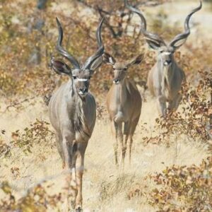 Kudu
