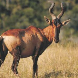 Hartebeest
