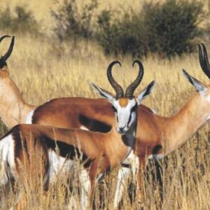 SPRINGBUCK