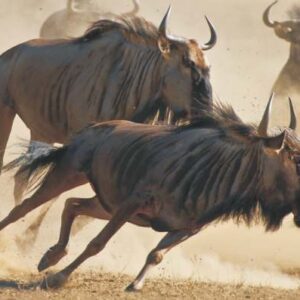 Blue Wildebeest