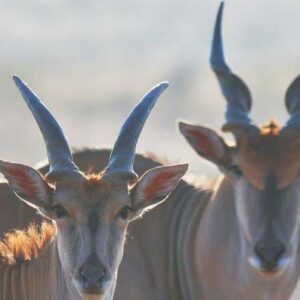 Eland
