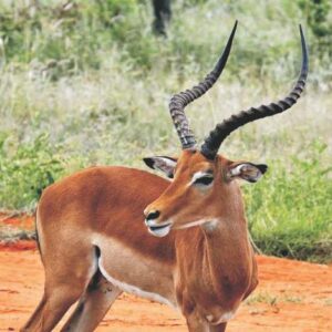 COMMON IMPALA