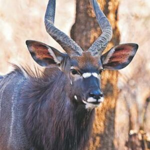 NYALA