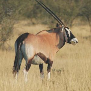 Oryx