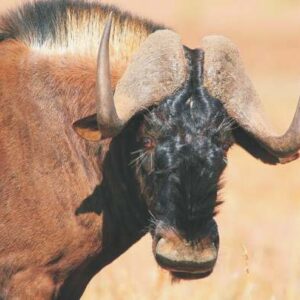 Black Wildebeest