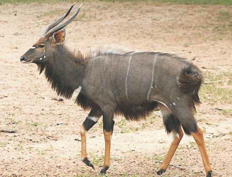 NYALA