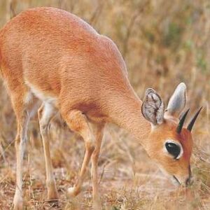 Steenbuck