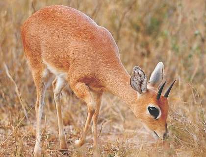 Steenbuck