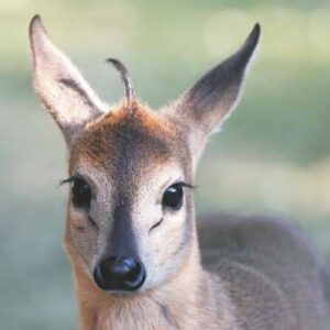 Grey duiker
