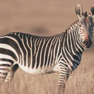 Hartman Zebra