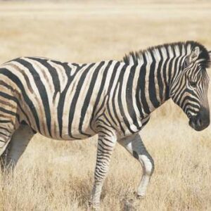 Burchell Zebra