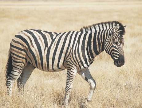 Burchell Zebra