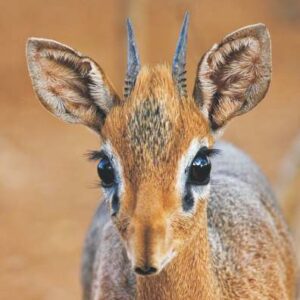 Damara Dik - Dik