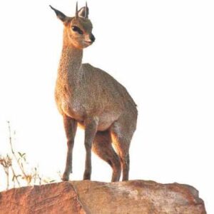 KLIPSPRINGER