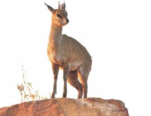 KLIPSPRINGER