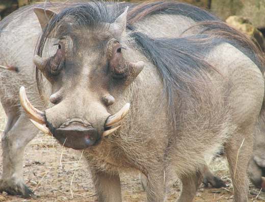 WARTHOG