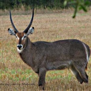 WATERBUCK