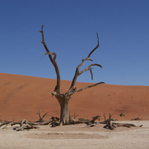 PHOTO SAFARIS