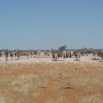 Etosha