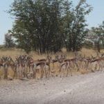 Etosha