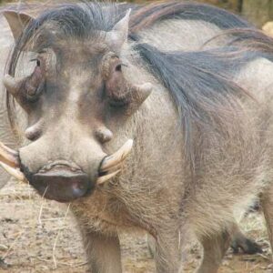 Warthog