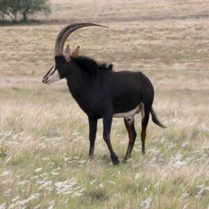 sable